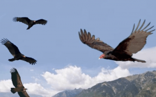 La Buitrera De Benaquer